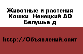 Животные и растения Кошки. Ненецкий АО,Белушье д.